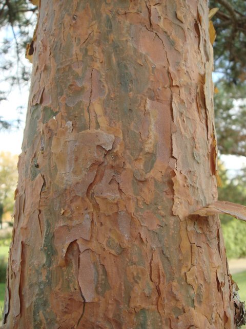Pinus sylvestris ecorce